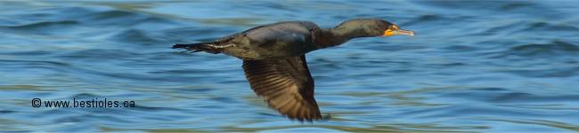 Photo de cormoran