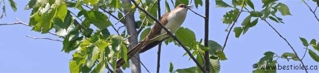 Photo d'un coulicou � bec noir