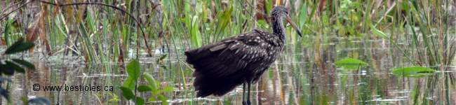 Photo d'un courlan brun