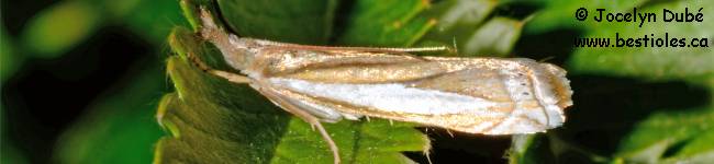 Photo d'un papillon du genre Crambus