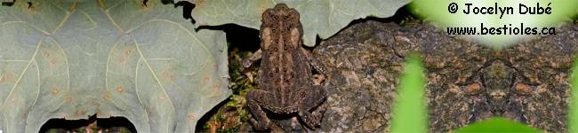 Photo d'un crapaud d'Am�rique