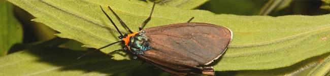 Photo d'une ct�nuche de Virginie - Ctenucha virginica