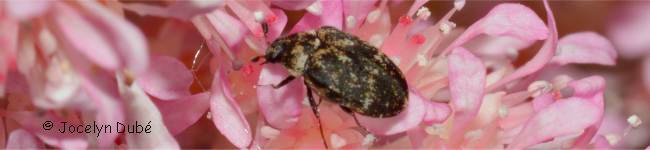 Photo de Dermestid�s (Dermestidae)