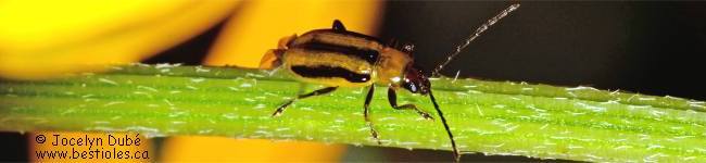 Photo de Chrysom�le des racines du ma�s - Diabrotica virgifera