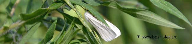 Photo d'une diacrisie de virginie - Spilosoma virginica