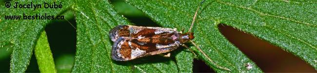 Photo d'un papillon du genre Dichomeris