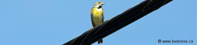 Photo de dickcissel d'Am�rique