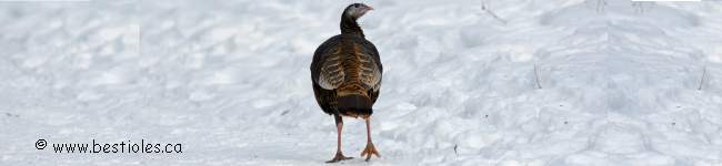 Photo d'un dindon sauvage