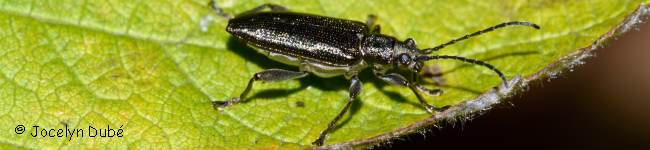 Photo d'un insecte de la famille des Donaciin�s (Donaciinae)