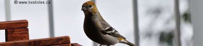 Photo de durbec des sapins