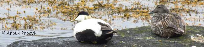 Photo d'un eider � duvet