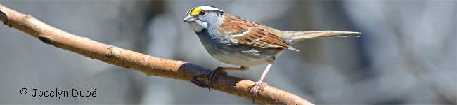 Photo d'un oiseau de la famille Emb�rizid�s (Emberizidae)