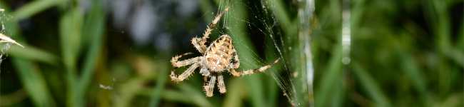 Photo d'arachnide de la famille des Aran�ides