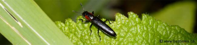 Photo d'un insecte de la famille Erotylidae