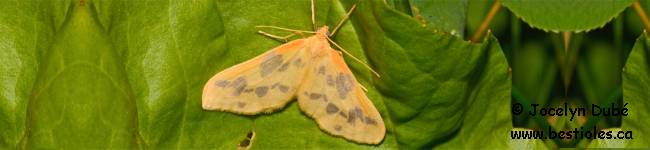 Photo d'un papillon du genre Eubaphe