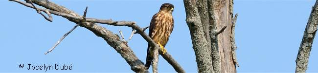 Photo d'un oiseau de l'ordre des Falconiformes (Falconidae)