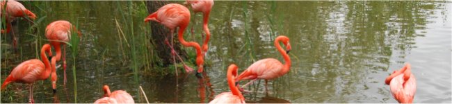 Photo de flamants roses