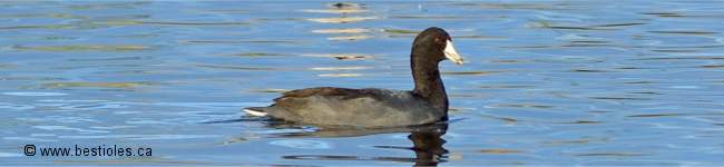 Photo d'un foulque d'Am�rique
