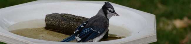 Photo d'un geai bleu