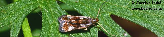 Photo d'un papillon de la famille Gelechiid�s (Gelechiidae)