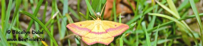 Photo d'un g�om�tre ros� (Haematopis grataria)