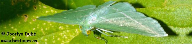 Photo d'un g�om�tre vert de la vigne