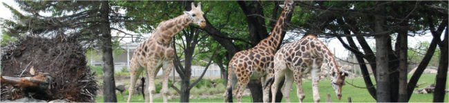 Photo de girafes