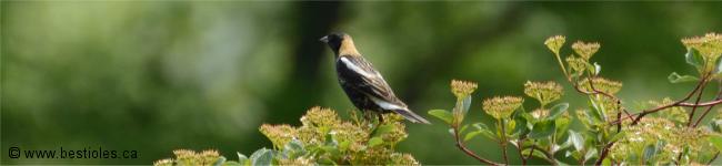 Photo d'un goglu des pr�s