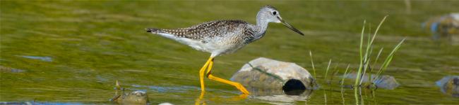 Photo d'un grand chevalier qui p�che