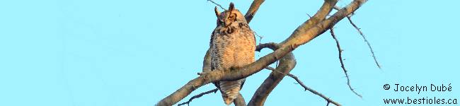 Photo de grand duc