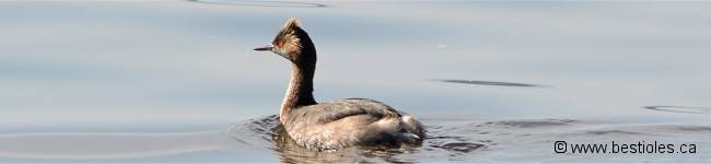 Photo d'un gr�be � cou noir