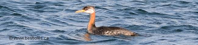 Photo d'un gr�be jougris