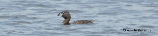 Photo d'un gr�be � bec bigarr�