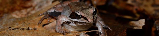 Photo d'une grenouille des bois