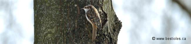 Photo d'un grimpereau brun