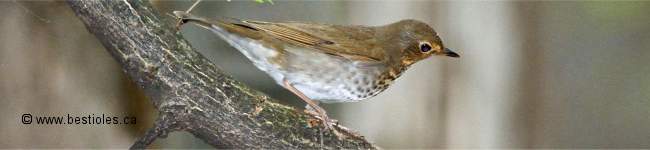 Photo d'une grive � dos olive