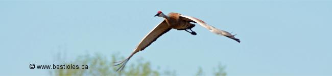 Photo d'une grue du Canada