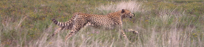 Gu�pard