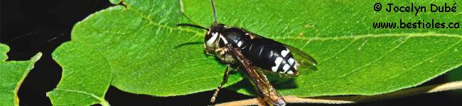 Photo d'une gu�pe � taches blanches - Dolichovespula maculata