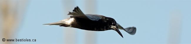 Photo d'une guifette noire
