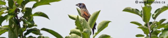 Photo d'un guiraca bleu
