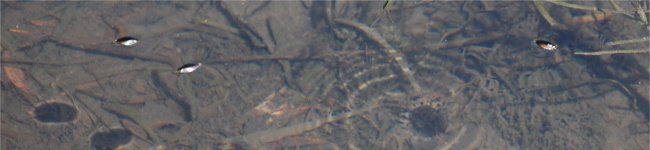 Photo de gyrins qui nagent