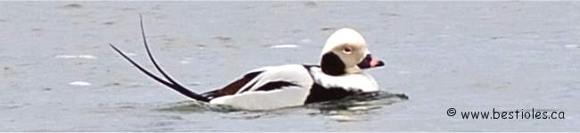 Photo d'un harelde kakawi