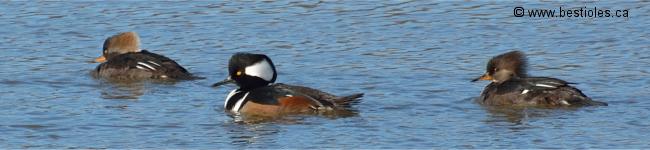 Photo d'un couple de harles couronn�s