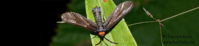 Photo d'un papillon du genre Harrisina