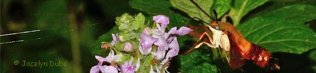 Photo de sphinx colibri (Hemaris thysbe)