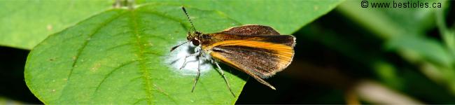 Photo de papillon famille des hesp�rid�s (Hesperiidae)