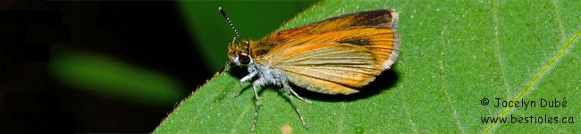 Hesp�rie d�licate - Ancyloxypha numitor