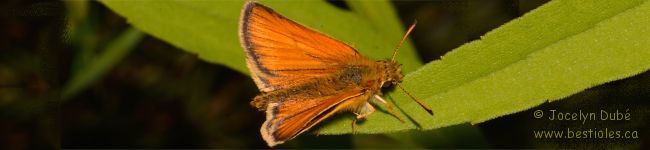 Hesp�rie des gramin�es - Thymelicus lineola