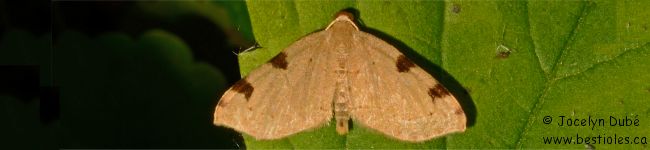 Photo d'un papillon du genre Heterophleps (Heterophleps triguttaria)